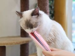 -藏猫猫咖啡主题馆(中央大道店)