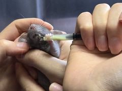 -东莞宠友24H宠物中心医院·转诊夜诊·异宠(新河北路院)