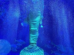 -海合安天津极地海洋公园
