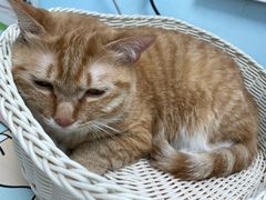 -纳吉亚猫专科动物医院博雅分院