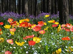 -上海共青森林公园