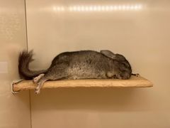 -龙猫仔乐园(惠福东路店)