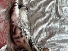 -佑安动物医院·全科·内窥镜中心(幸福巷店)