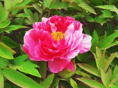 -莲花池公园