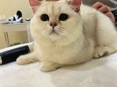 -momokira米努特·德文卷毛猫·棉花面纱犬