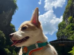 -贝利宠物医院·骨科·眼科·肿瘤转诊中心(南坪诊疗中心)