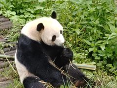 -黔灵山公园