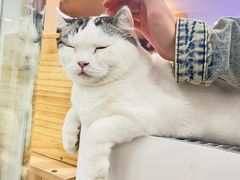 -喵园·猫主题咖啡厅·撸猫·猫咖(国贸店)