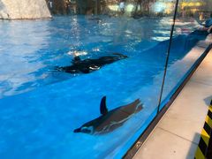 -帝企鹅自助餐厅•儿童岛•真企鹅(长隆企鹅酒店)