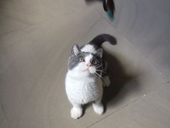 -lincat·猫舍(广州店)