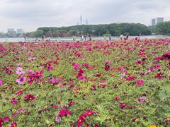 -海珠湖公园