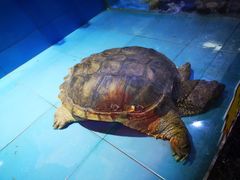 -金迎海鲜酒家(金凤凰广场店)