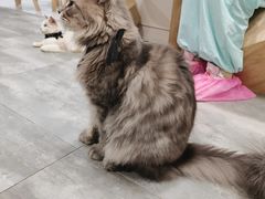 -楼上猫咖(罗湖店)