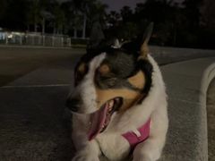 -瑞派康怡24h宠物医院·犬猫医疗中心·微创绝育(瑞景分院)