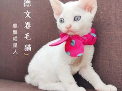 -十年猫舍·猫咪专门店(普陀店)