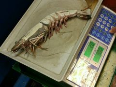 -ZF Seafood Restaurant 卓峰海鲜餐