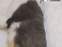 -玖佳宠物医院·泌尿·骨科·中老年病