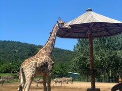 -大连森林动物园