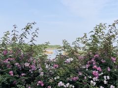 -贡湖湾湿地公园