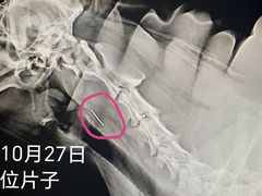 -哆趣宠物医院·眼科·内镜·急重症转诊中心(上海店)