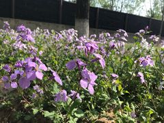 -石榴庄公园