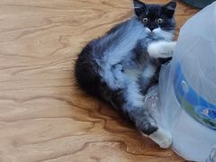 -宠福鑫康馨动物医院·骨科·眼科