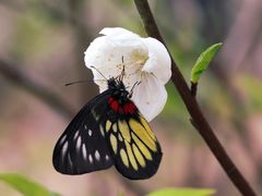 -南国桃园旅游度假区