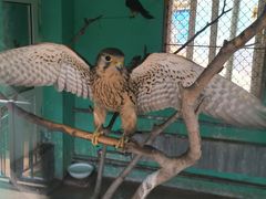 -西霞口神雕山野生动物世界