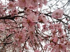 -桃花堤公园