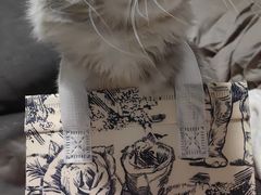 -十年猫舍·猫咪专门店(普陀店)