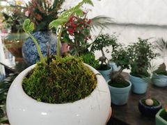 -龙大花卉苗木市场