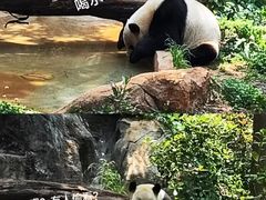 -云南野生动物园