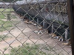 -横道河子东北虎林园