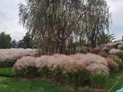 -羊亭河湿地公园