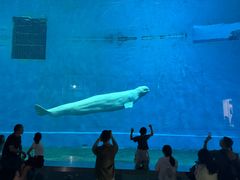 -芜湖新华联大白鲸海洋公园