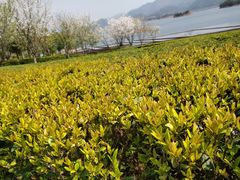-千岛湖龙川湾