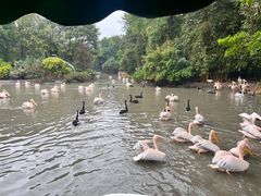 -广州长隆飞鸟乐园