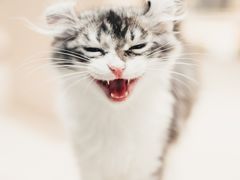 -瞄一喵猫咖(格力海岸店)
