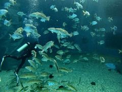 -北戴河圣蓝海洋公园