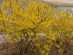 -桃花堤公园