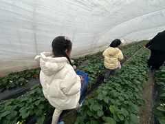 -小鱼草莓采摘园农家乐·小鱼餐厅