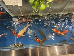-洞庭家宴·头牌甲鱼(广渠门店)