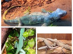 -上海大自然野生昆虫馆(东方明珠·爬宠昆虫探索中心)