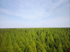 -黄海国家森林公园