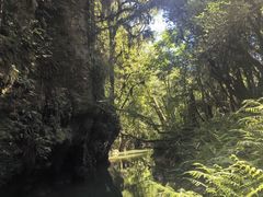 -怀托摩萤火虫洞