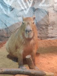 -Zoolung Zoolung动物主题公园(海信广场店)