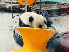 -石家庄市动物园