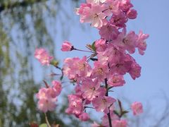 -上海滨江森林公园