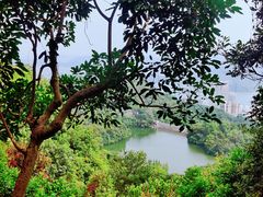 -梧桐山风景名胜区