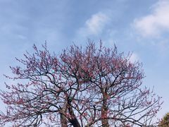 -梅花山(明孝陵内)